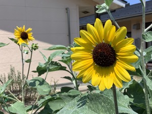 IMG_6956.JPG